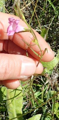 Agalinis purpurea var. parviflora image