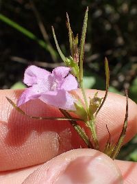 Agalinis purpurea var. parviflora image