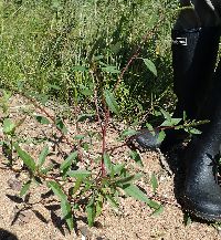 Amaranthus hybridus image
