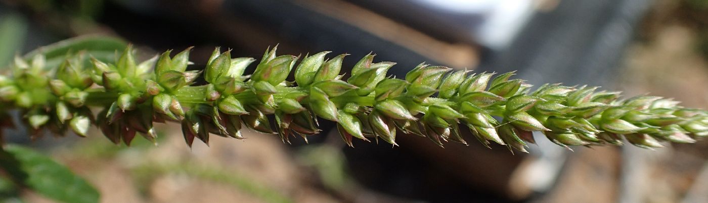 Amaranthus hybridus image