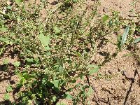 Amaranthus tuberculatus image