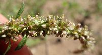 Amaranthus tuberculatus image