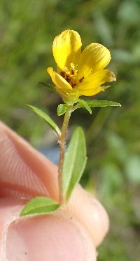 Bidens cernua image