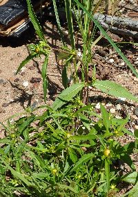 Bidens cernua image