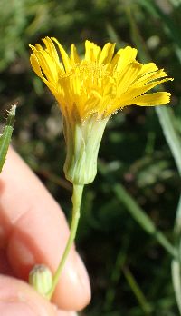 Sonchus asper image