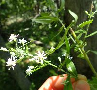 Symphyotrichum lateriflorum image