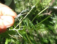 Epilobium leptophyllum image