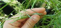 Epilobium leptophyllum image