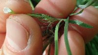 Epilobium leptophyllum image