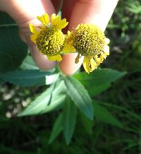 Helenium autumnale image