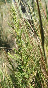 Symphyotrichum ericoides image