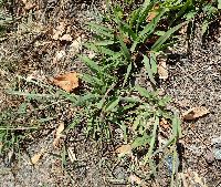 Digitaria sanguinalis image