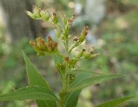 Solidago altissima image