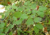 Symphoricarpos albus image