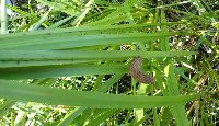 Acorus americanus image