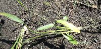 Sagittaria rigida image