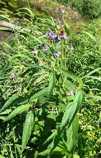 Verbena hastata image