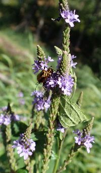 Verbena hastata image
