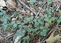 Mitchella repens image