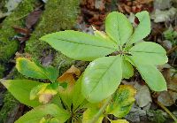 Lysimachia borealis image