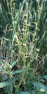 Cirsium muticum image