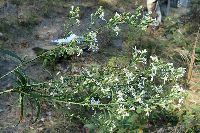 Symphyotrichum urophyllum image