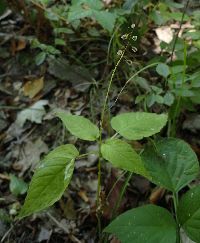 Circaea lutetiana image