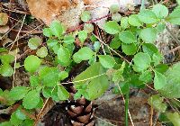 Linnaea borealis image