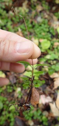 Linnaea borealis image