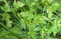 Bidens frondosa image