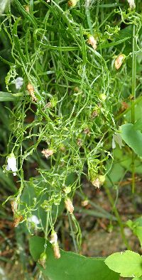 Campanula aparinoides image