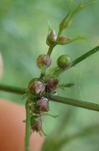 Cicuta bulbifera image