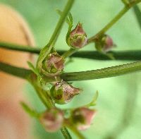 Cicuta bulbifera image