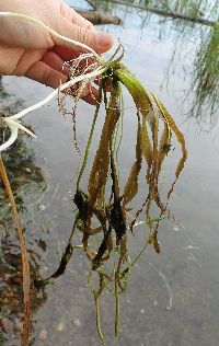 Vallisneria americana image