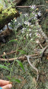Symphyotrichum cordifolium image