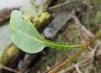 Symphyotrichum cordifolium image