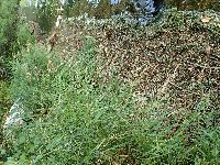 Calamagrostis canadensis image