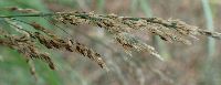 Calamagrostis canadensis image