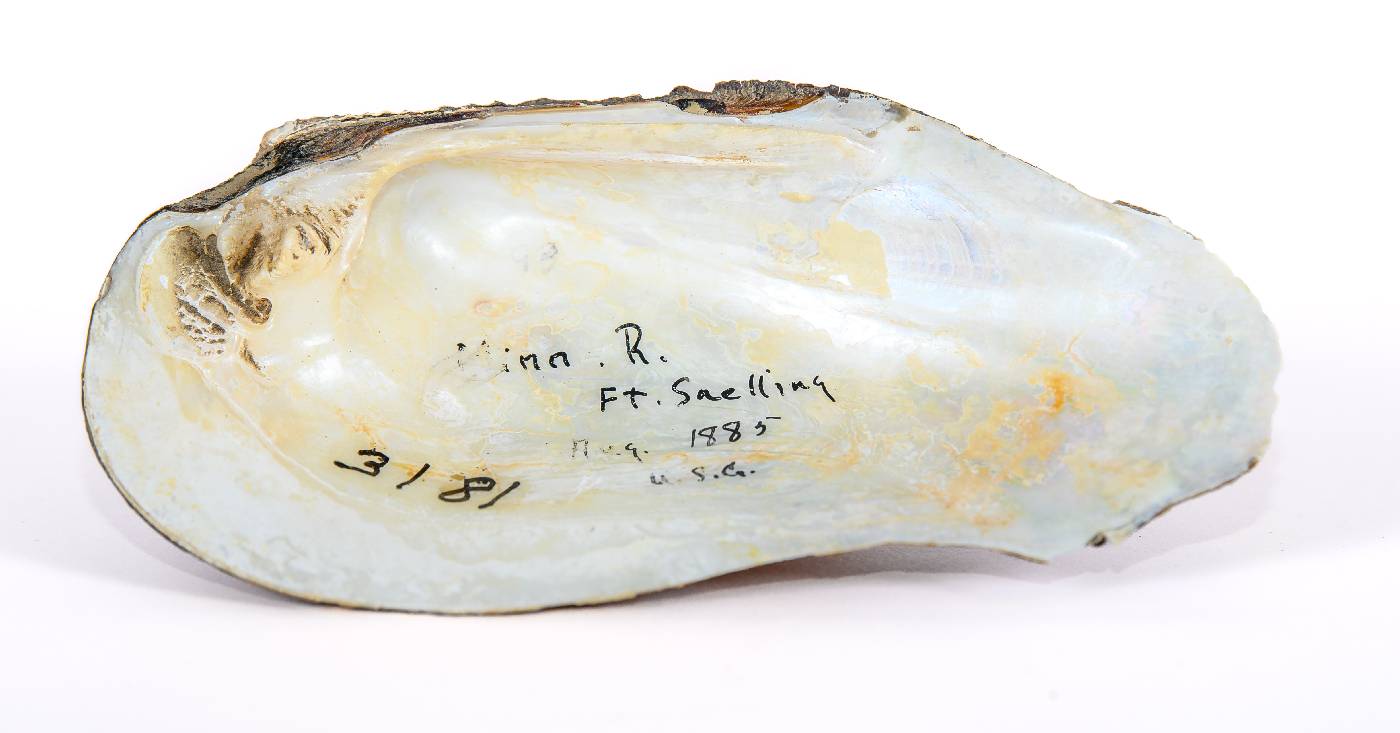 Tritogonia verrucosa image