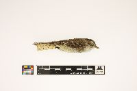 Empidonax minimus image