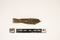 Empidonax minimus image