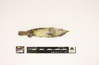 Image of Empidonax traillii