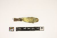 Image of Empidonax flaviventris
