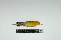 Image of Protonotaria citrea
