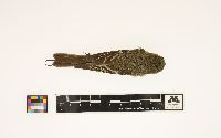 Empidonax flaviventris image